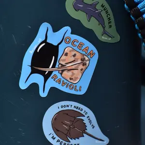 Tampa Bay Marine Life Sticker Bundle - Includes Skate Hatching from Mermaids Purse, Bonnethead Shark Grass Muncher and Horseshoe Crab. Perfect for ocean lovers, marine biologists, or Tampa Bay locals!