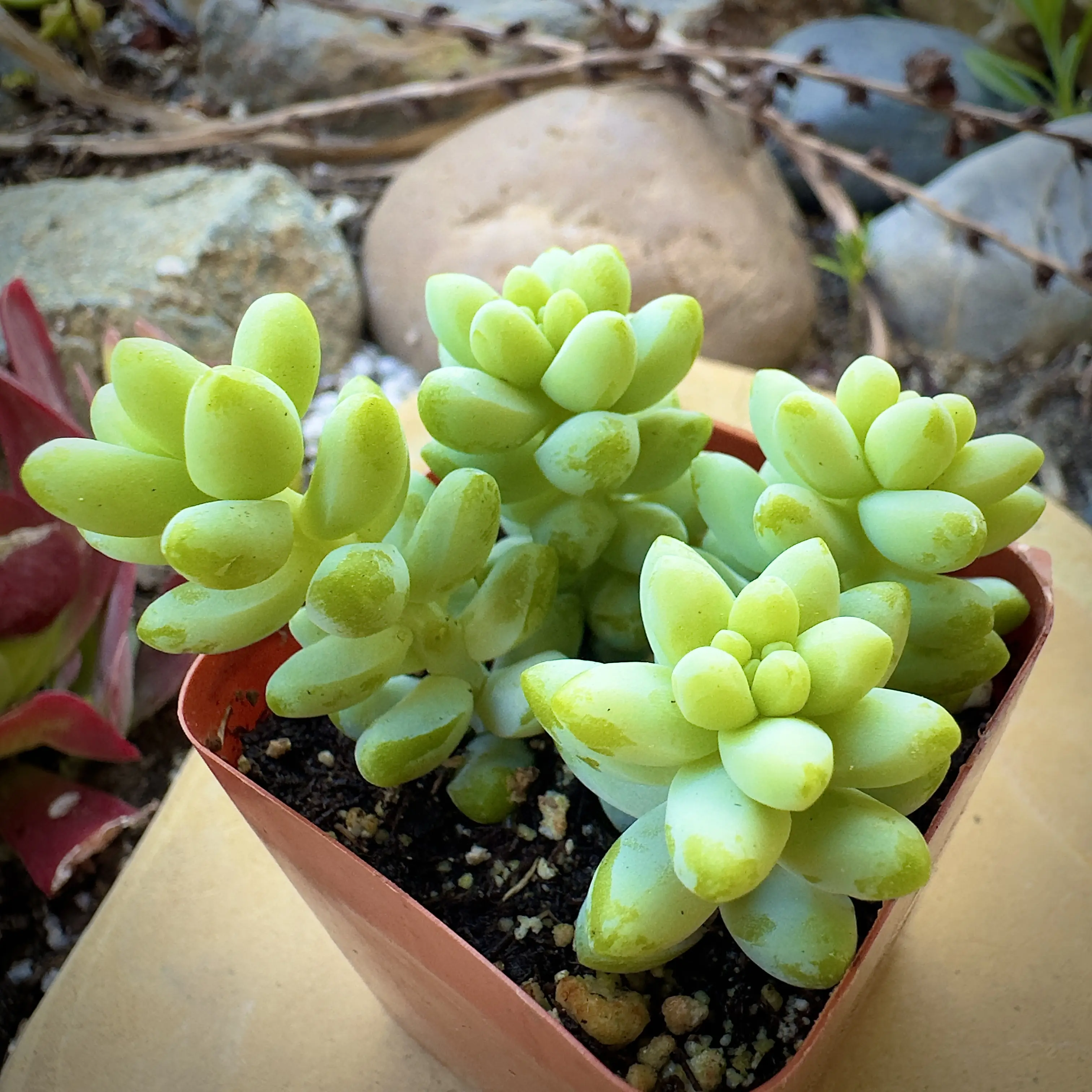 Sedum Donkey's Tail Succulent (2 inch)