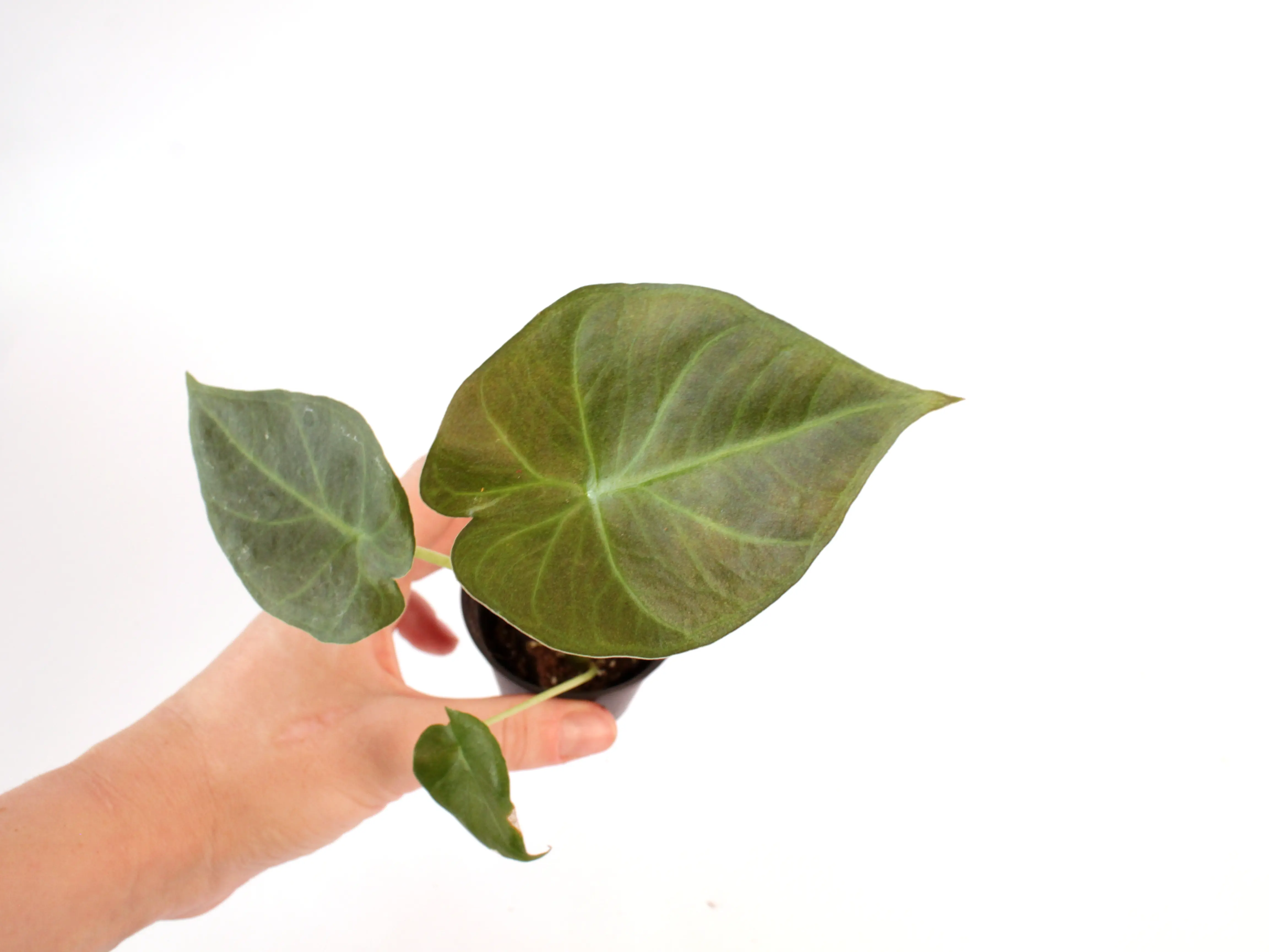 Alocasia Regal Shields Potted Live Plant 2in - Rare Elephant Ear - Dark Foliage - Velvet Texture - Tropical Houseplant - Large Leaves - Deep Green - Purple Undersides - Striking Indoor Plant - Dramatic Statement Piece - Odora x Reginula Hybrid
