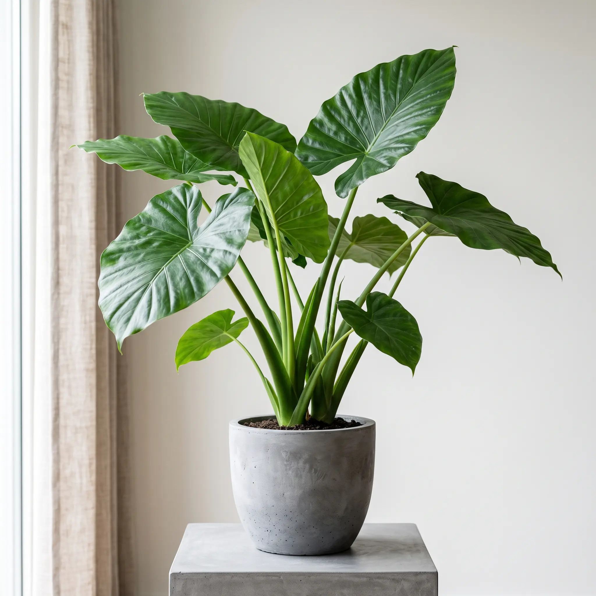 Alocasia Macrorrhizos Giant Elephant Ear Plant | Large Glossy Tropical Foliage Hardy Perennial Rhizome, Bright Indirect Light, for Indoor Living Room & Patio Garden, Great for Plant Collectors, Pot Not Included