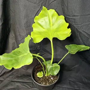 Hope Philodendron Plant, 6" pot, Live Houseplant, Indoor Plant