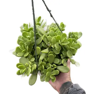 6” Jacobsenii Trailing Jade Hanging Smells Like Cheesy Woody Bitter Scent Outdoor Sculpture