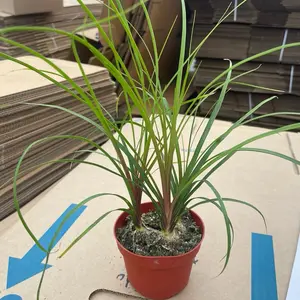 4” PonyTail Palm Pet Friendly Easy To Care Indoors Or Outdoors Low Light Tolerant Home Sculpture