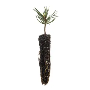 Southern Foxtail Pine | Small Tree Seedling
