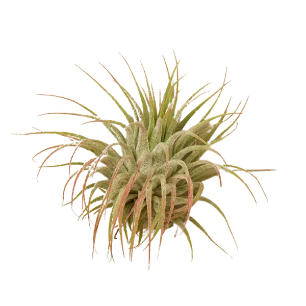 Tillandsia Air Plant Ionantha Guatemala
