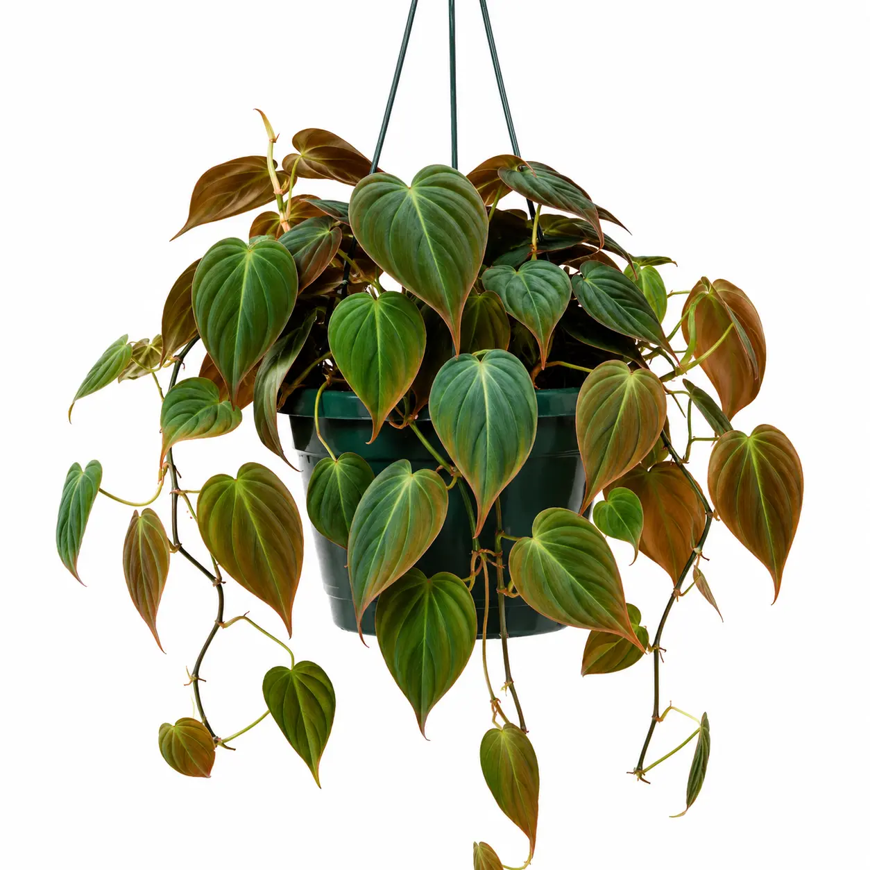 Philodendron Micans Live Plant – Velvet Heartleaf Philodendron in 2" Pot | Easy Care Trailing Indoor Houseplant | Velvety Bronze & Green Foliage