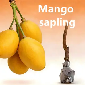Live Grafted Mango Tree Seedling Healthy Tropical Fruit Plant High Yield Sweet Mango Variety Fast Growing Heavy Fruit Bearing Easy To Plant For Home Garden Outdoor Yard Balcony Strong Root System Fast Fruiting High Survival Rate Exotic