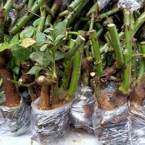 Rose seedlings bloom in all seasons, rich and fragrant, large flowers, suitable for courtyard balconies, potted and planted for dual purposes (bare root delivery)