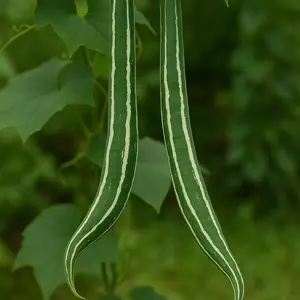 Snake Gourd Seeds for Planting - 20 Seeds - Grow Long Snake Like Gourds - Rare and Hard to Find. Ships from Iowa, USA