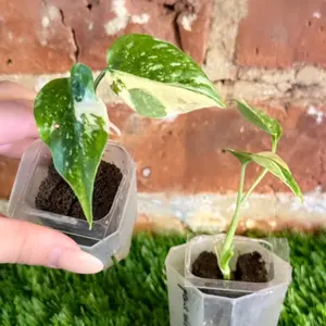 Monstera Thai Constellation Plug Grower’s Choice