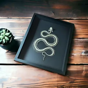 Ethically Sourced Dendrelaphis Pictus Snake Skeleton Frame - 8x10 Black Photo Frame for Home Decor