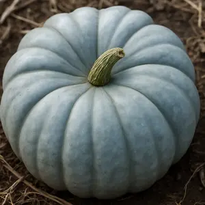 Blue Pumpkin Seeds for Planting | 20 Seeds Packet | Blue Jarrahdale Pumpkin Seeds