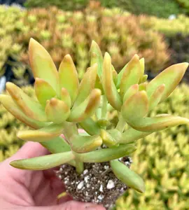 Sedum Nussbaumerianum - Coppertone Stonecrop