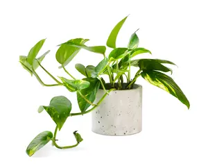 Live Pothos Plant Collection- Potted and Rooted Pothos Plant for Indoor Growing