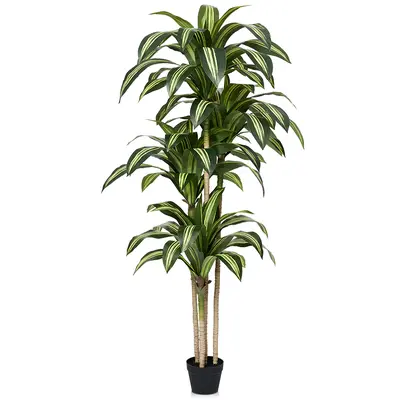 Dracaena Milky Way - TikTok Shop