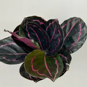 Calathea Dottie | 4 Inch Pot | Live Plant | Decoration | House Plant