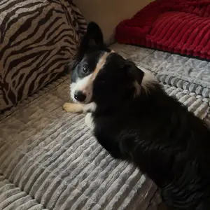 1-Piece Plush Sofa Cushion, Warm and Soft, Machine Washable Pet Furniture Protector, Universal Dust-Proof & Stain-Resistant Sofa Protector for All Seasons, Fits 2/3/4-Seater Living Room Sofas