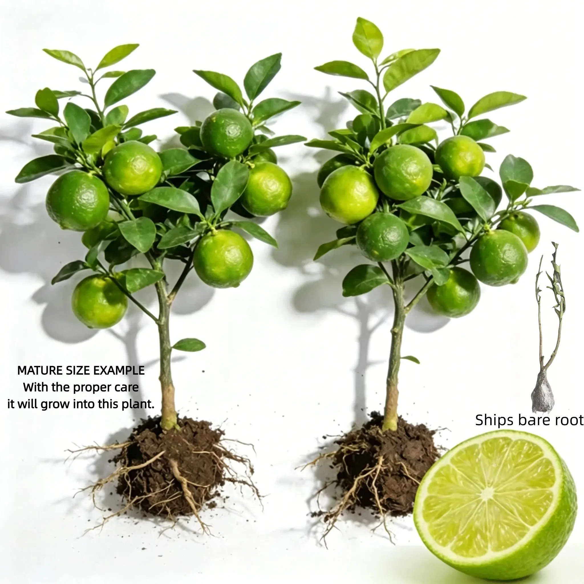 Lime tree, 2–3 years old. Bare root shipping. Self-pollinating. Grows well in yards, gardens, or containers. Ripe fruit can be used in drinks and dishes.