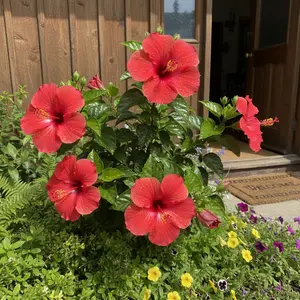 100 Red Hibiscus Seeds for Bright Tropical Blooms Ideal for Garden Borders & Landscape Borders Full Sun Growing in Pots Raised Beds and Garden Soil