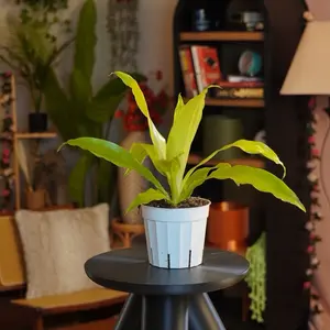 Dracaena “Limelight” - 4” Pot