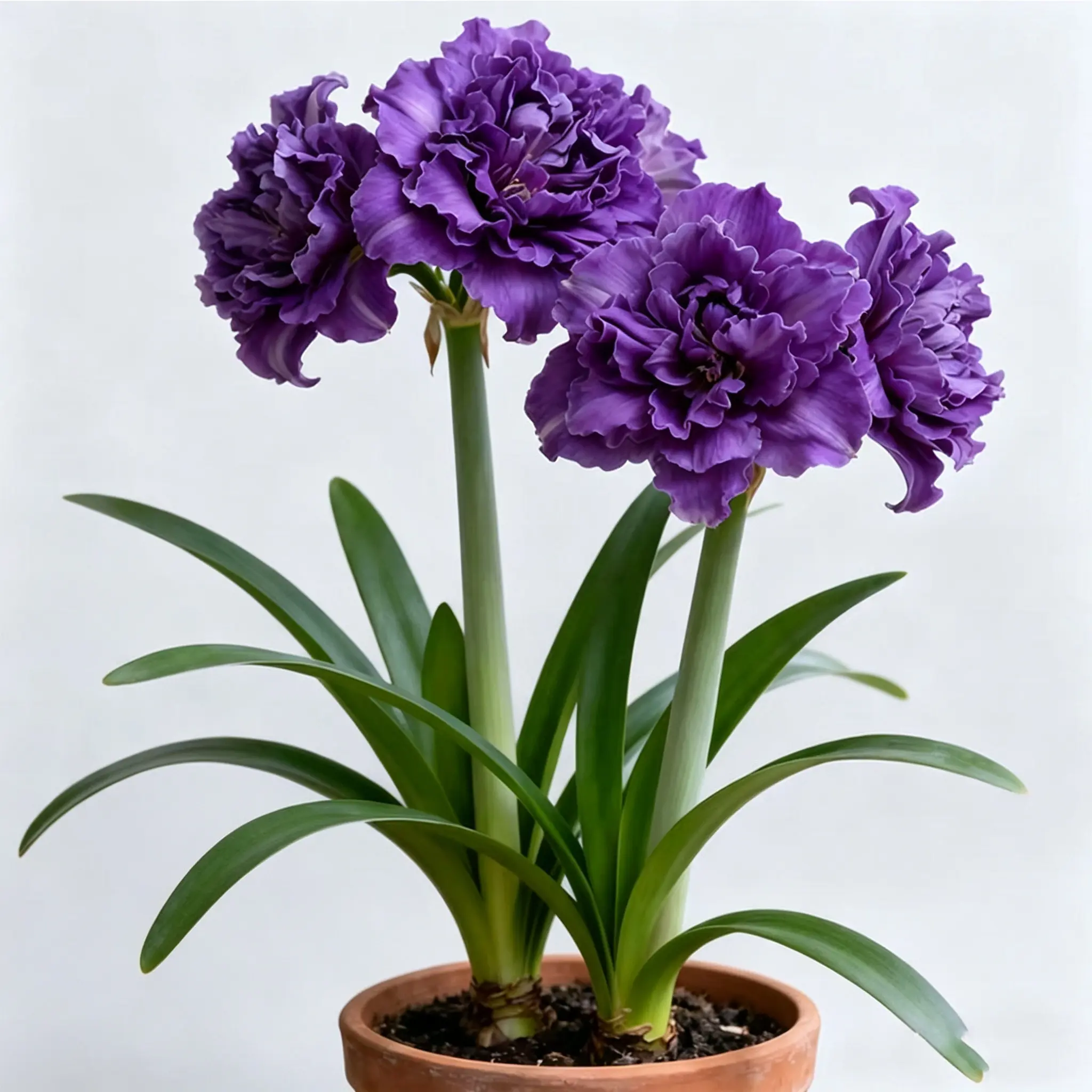 Purple Double Amaryllis Bulb - Hippeastrum Flower Bulbs for Easy-Growing Indoor, Outdoor Potted Garden Plants