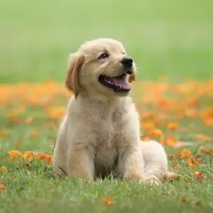 background preload poster image 