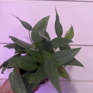 Pothos Cebu Blue