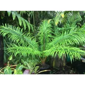 Multipinnate Sago Palm - Live Plant in a 3 Gallon Growers Pot - Cycas Debaoensis - Extremely Rare Ornamental Palms of Florida