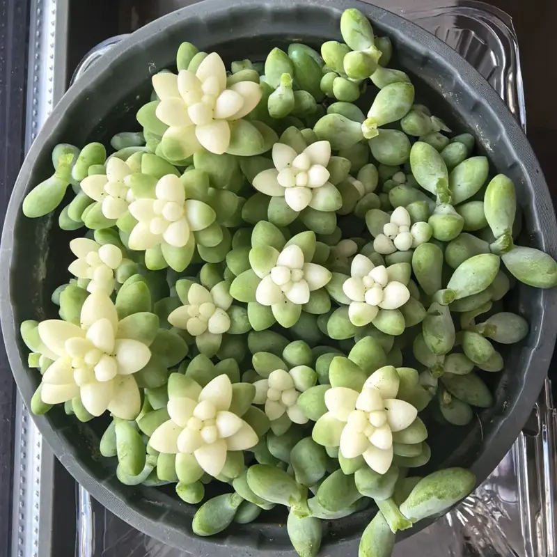 2 Inch Live Sedum Burrito Trailing Succulent, Easy Care Plant