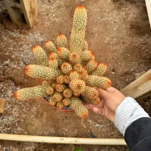Mammillaria Lady Finger Cactus 6 inch pot