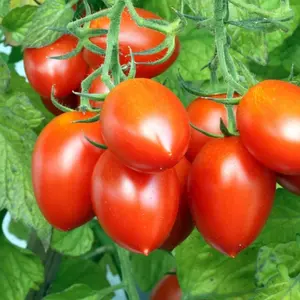 TomorrowSeeds - Roma Tomato Seeds -  Determinate Italian Plum Tomatoes Pomodoro Amish Paste San Fruit Vegetable Seed For 2024 Season
