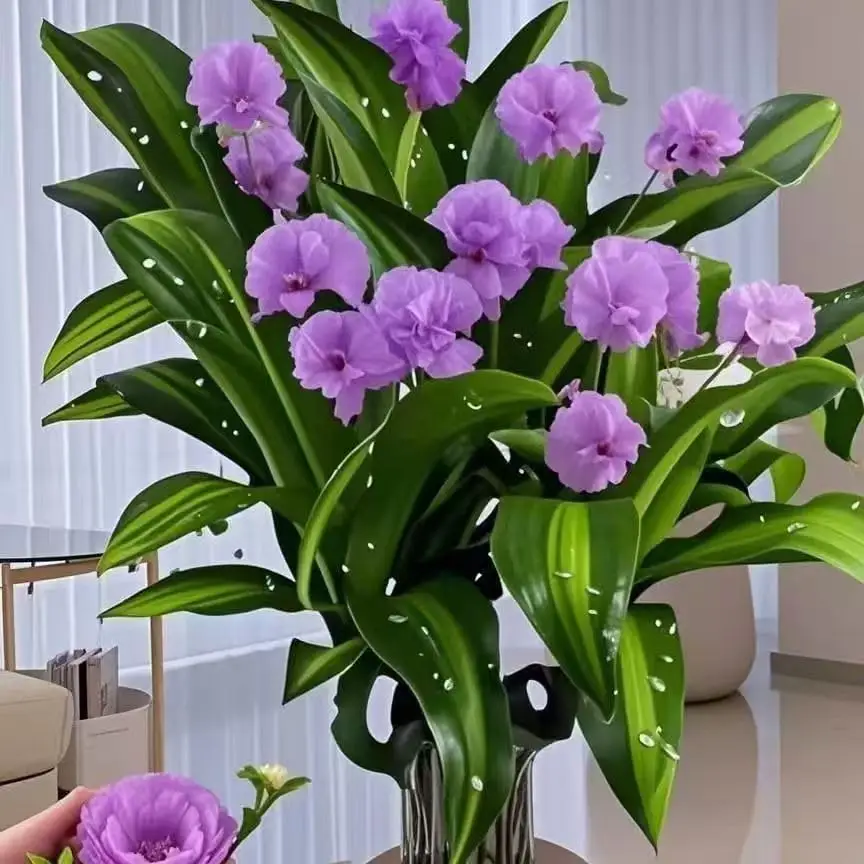 brazilian lucky wood, 2025 New Lucky Brazilian Wood Potted Plant, Mini Brazil Wood Hydroponic Plant, Desktop Decoration with Plastic Tray