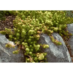 Sedum 'Angelina'