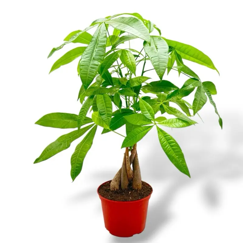 Money Tree, Braided Stem ,6 Inch Pot, Live Plant