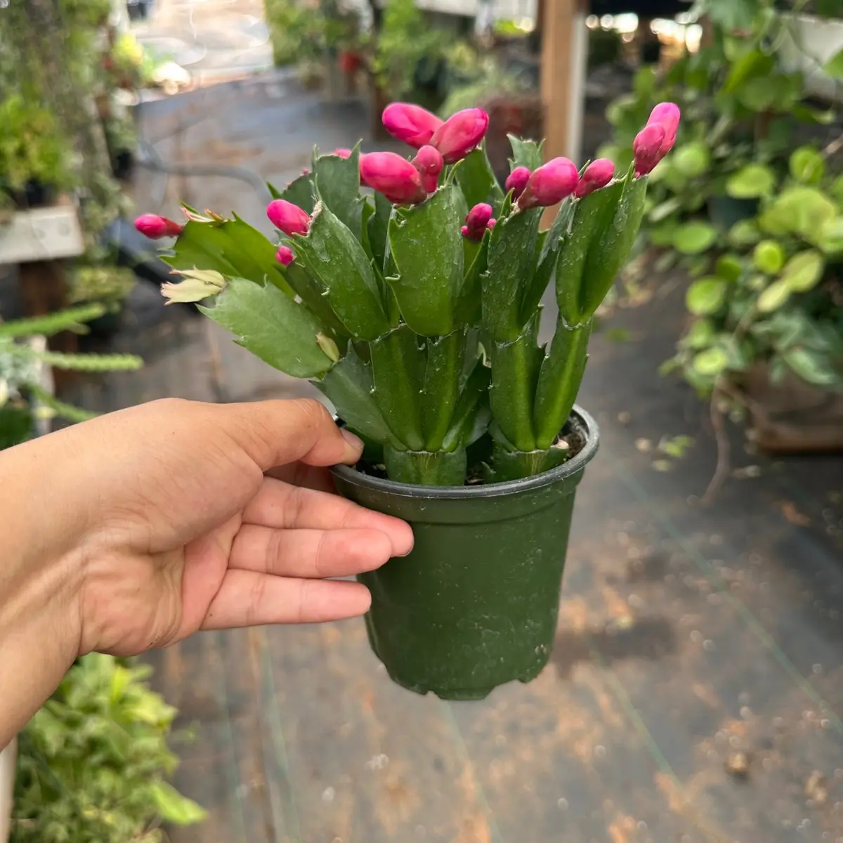 Thanksgiving cactus 4” pot