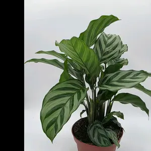 Calathea Freddy 4"