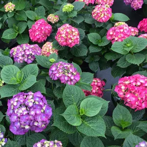 Let's Dance Big Band® Hydrangea