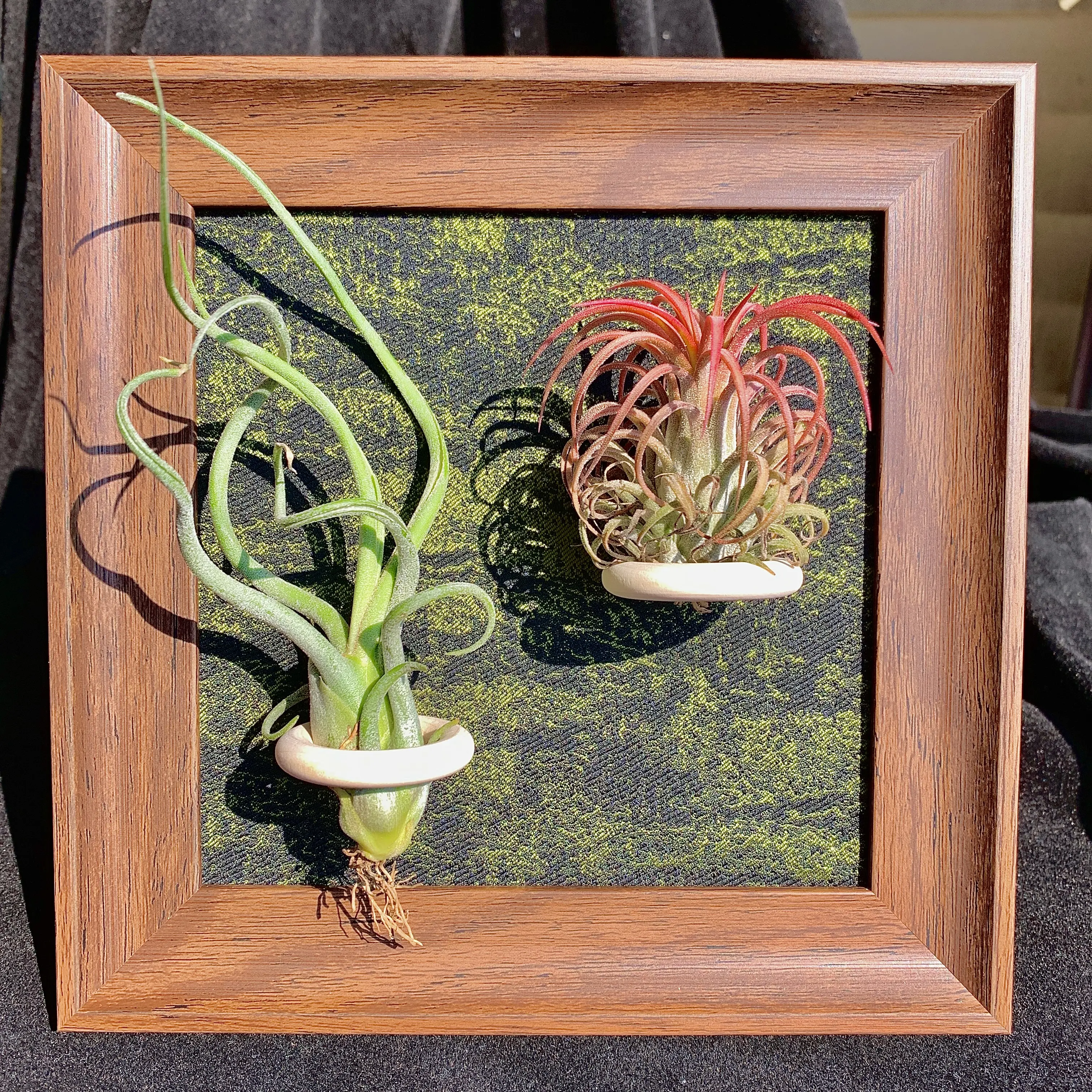Green Frame -6"Plant (Medusa+Floral EIF)