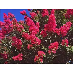 Green River 20 Dallas Red Crape Myrtle Seeds - Crape Myrtle Flower Seed Pack, Vibrant Red Blooms, Outdoor Garden Tree, Perennial Heat-Tolerant Beauty