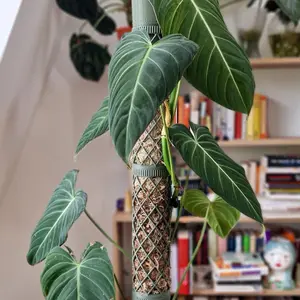 Geometric Moss Pole for Indoor Plant Climbing, Sturdy Support for Vining Plants