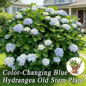 Color Changing Blue Hydrangea Old Stem Plant – Bright flowers for garden patios