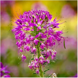 Rocky Mountain Bee Plant Cleome Serrulata Native Wildflower Seeds Easy Grow Pollinator Friendly Flowers Ideal for Garden Beds Borders Outdoor Planting