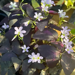 Oxalis Purple in a 6” Pot Live Houseplants