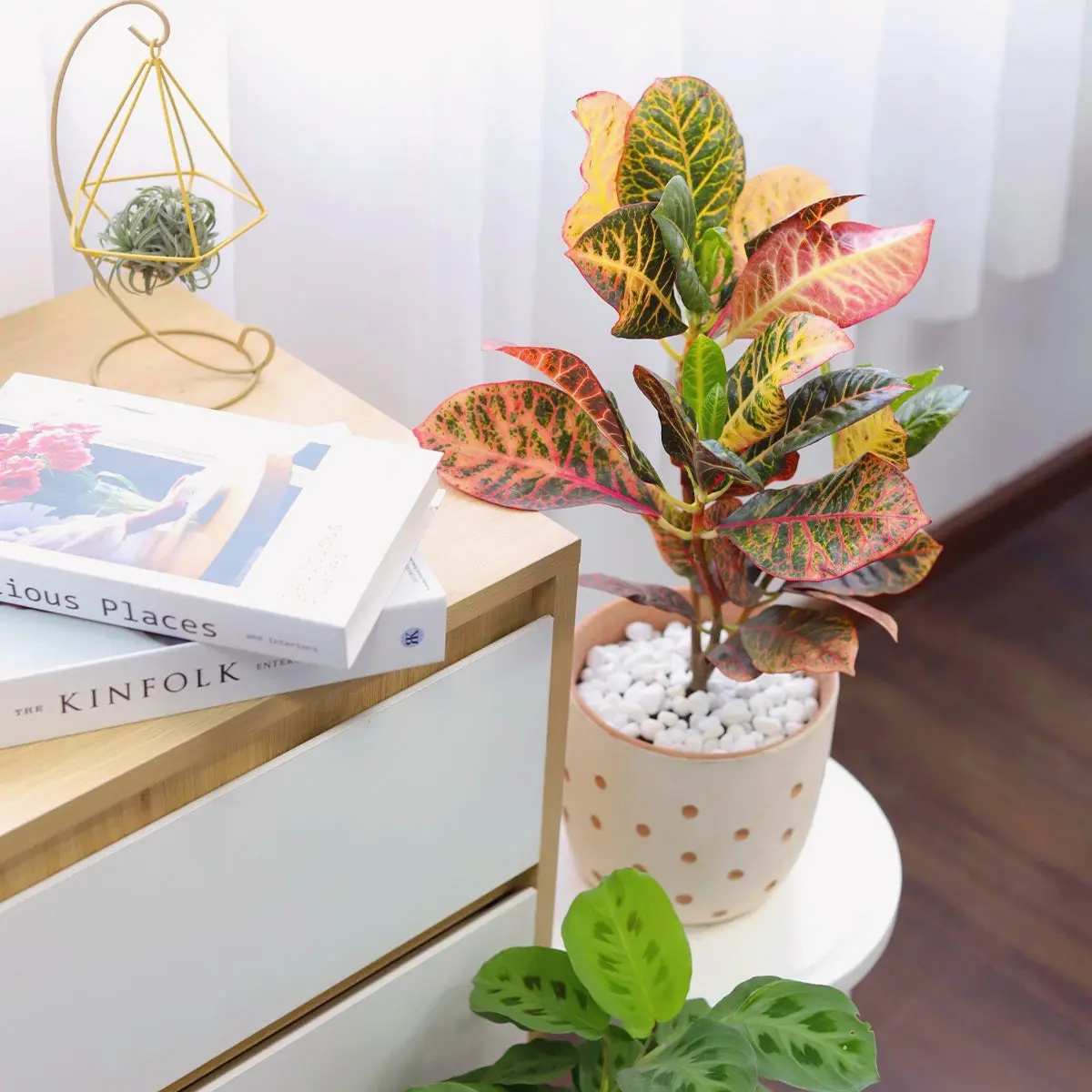 Croton Petra 'Joseph's Coat'