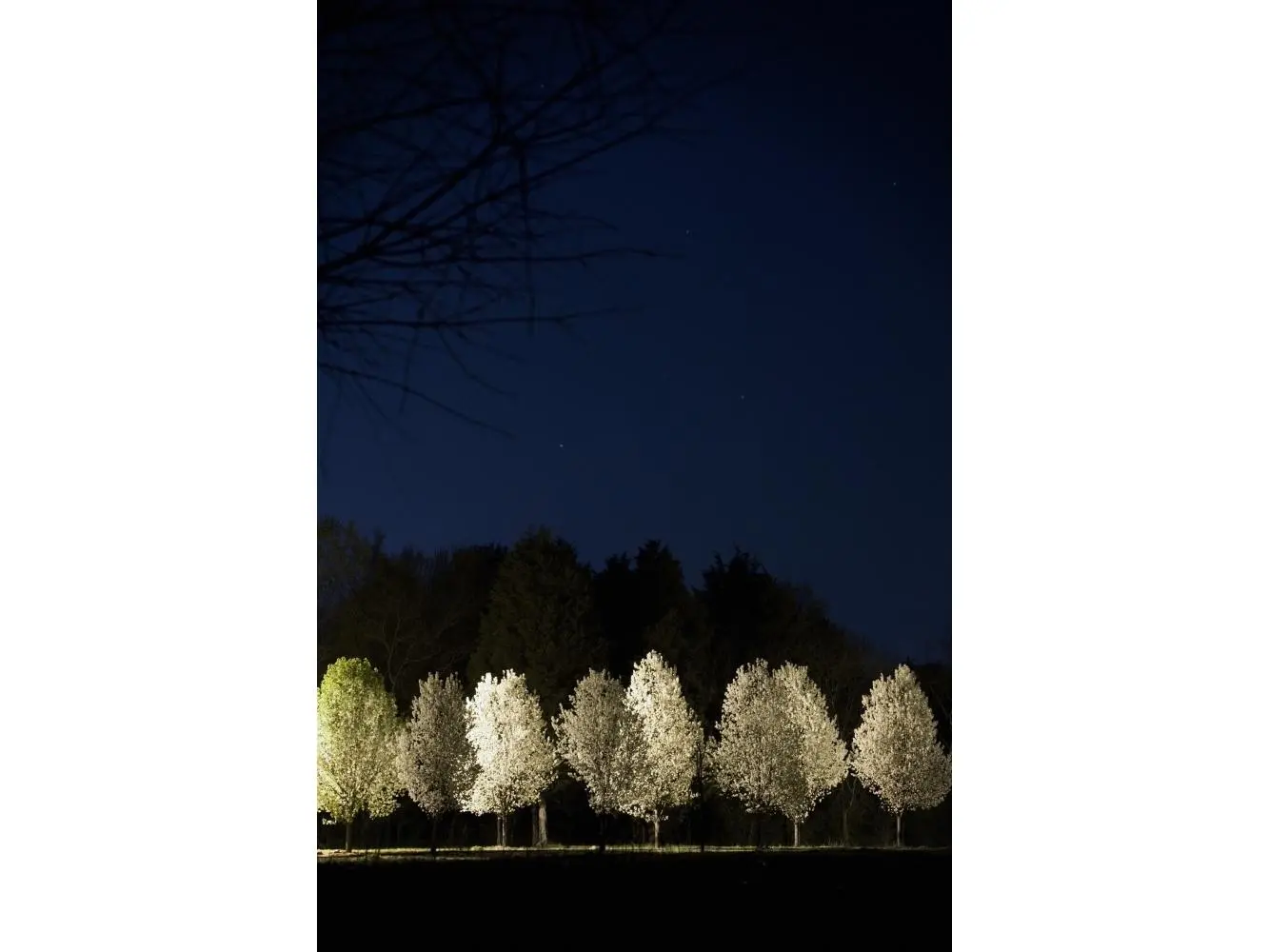 Bradford Pear Trees Tennessee USA Poster Print, 11 x 17