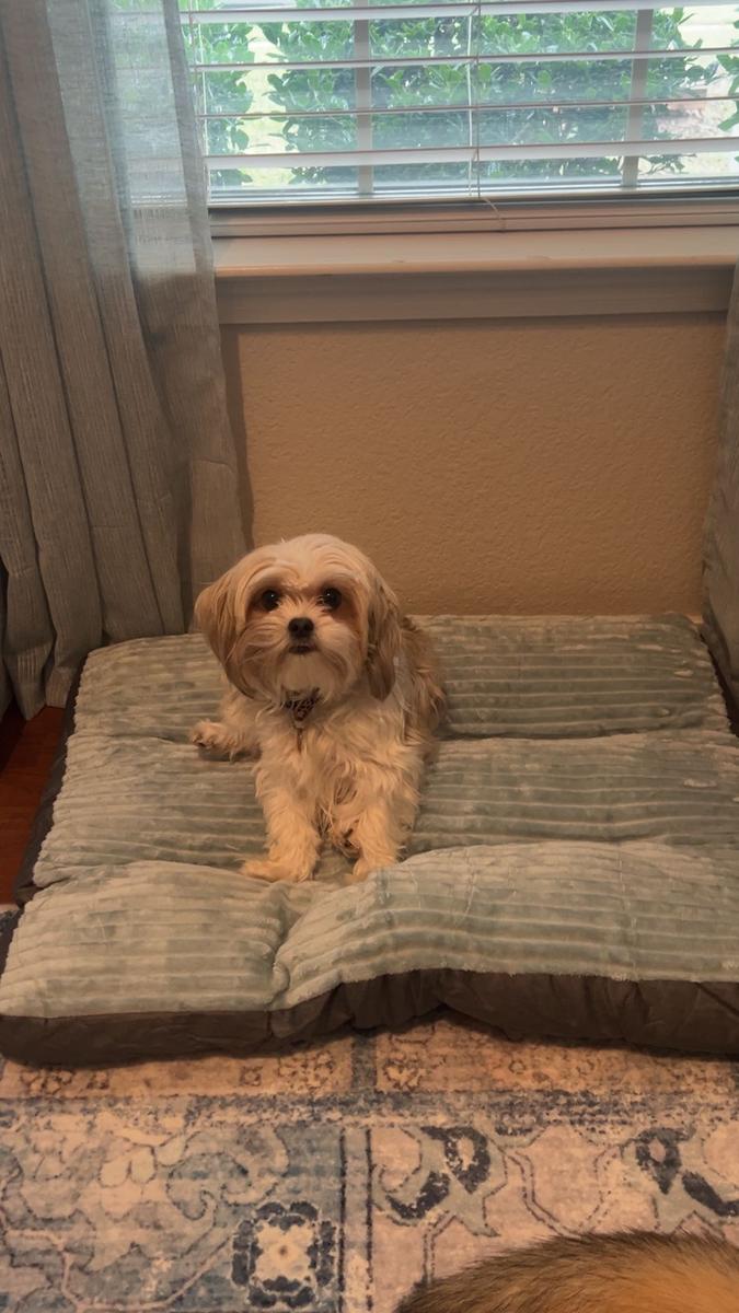 Item: Mint Green, M 30 *24 *3 in ( for pets up to 33 lbs)