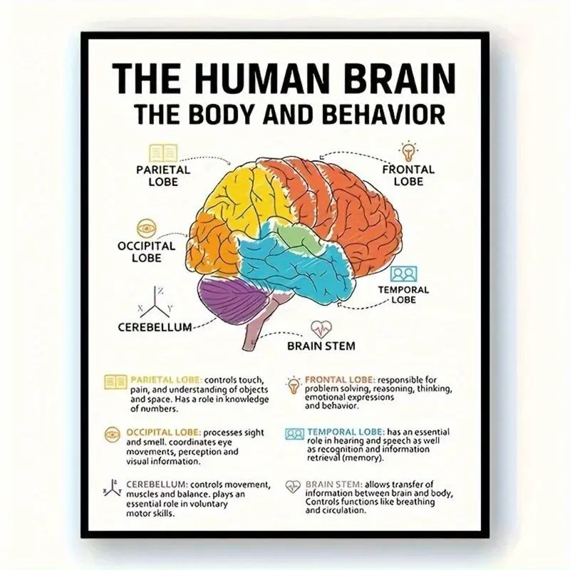 Neuroscience Wall Art – Human Brain Diagram Poster or Canvas for Therapy, Counseling, or Psychology Office Decor