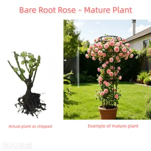Soft Pink Double Bloom Shrub Rose - Bare Root Mature Live Plant for Outdoor Garden outdoorfun