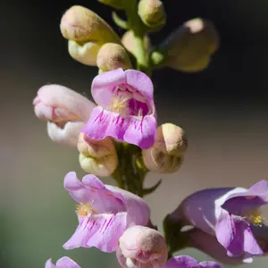 Penstemon Pink Palmer’s Seeds (Penstemon palmeri) Fragrant, tubular pink blooms on tall spikes. A stunning drought-tolerant native that attracts hummingbirds.