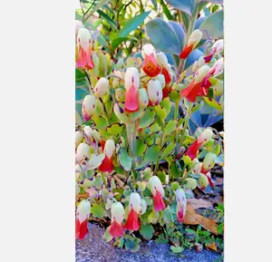 Kalanchoe laxiflora rare Milky Widow’s Thrill plant seed 50 seeds